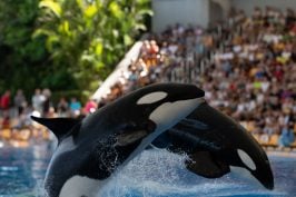 Bataille juridique autour des orques de Marineland : que dit la loi ?